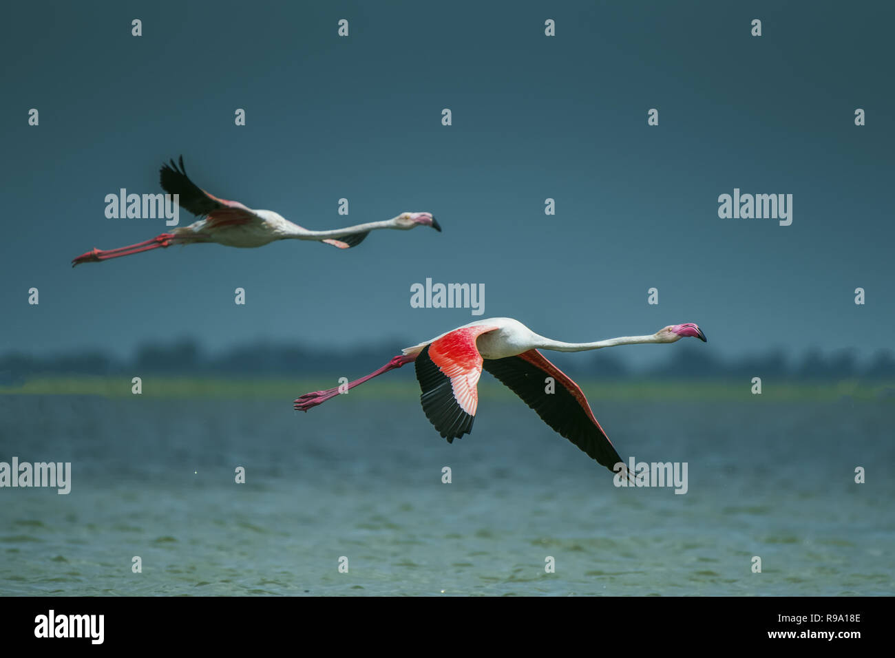 Flamingo volare nel cielo Foto Stock