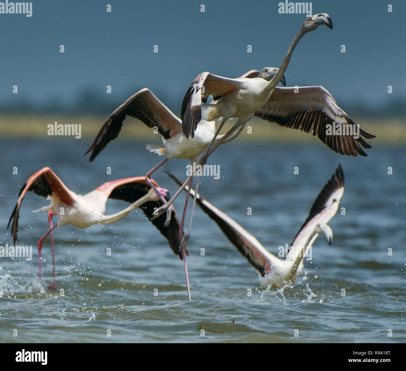 Flamingo volare nel cielo Foto Stock