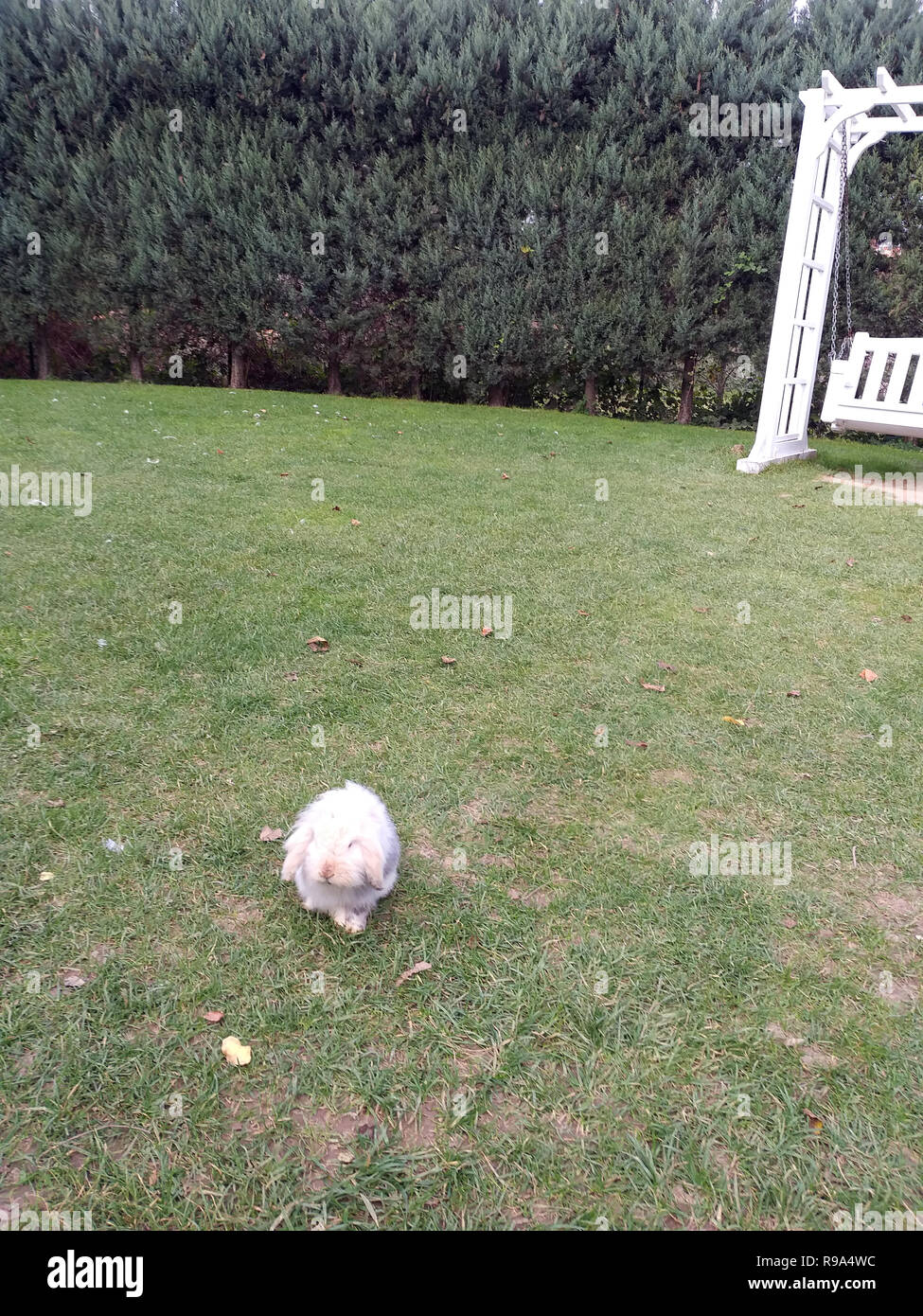 Conigli nella fattoria e animali della fattoria la natura Foto Stock