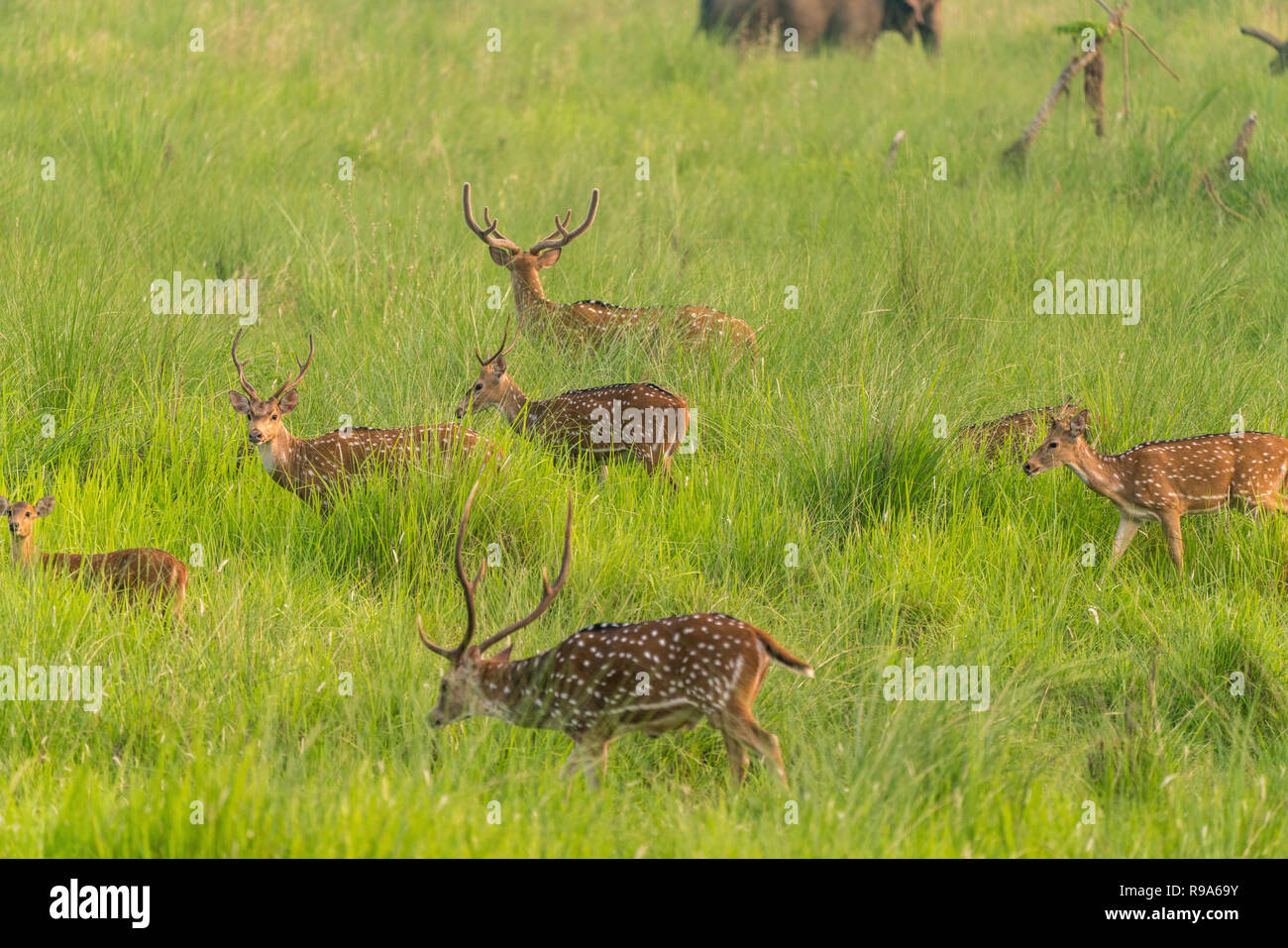 Sika macchiato o allevamento di cervi in erba elefante. La fauna selvatica e la foto di animali. Giapponese deer Cervus nippon Foto Stock