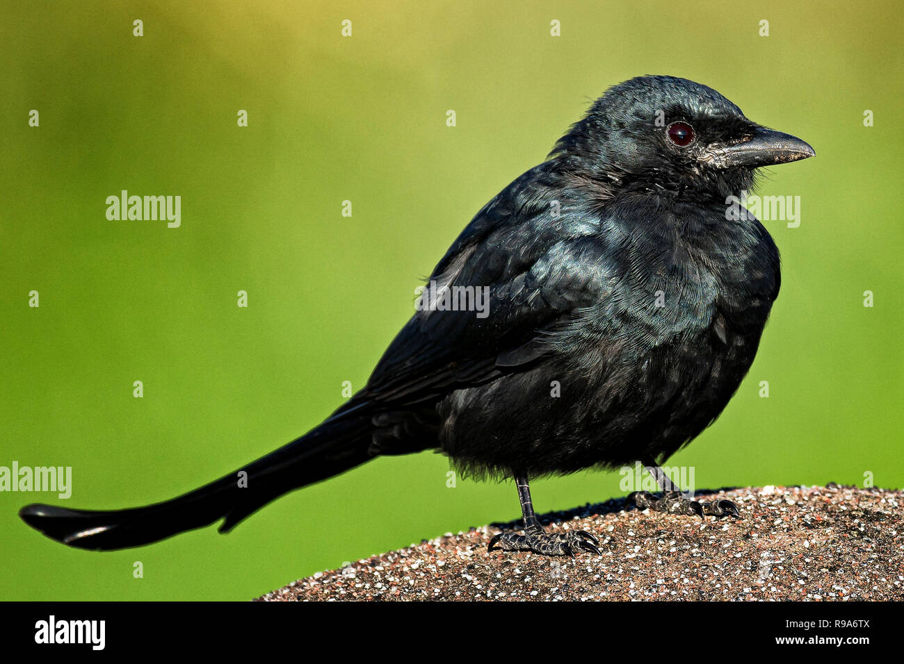 Drongo nero Foto Stock