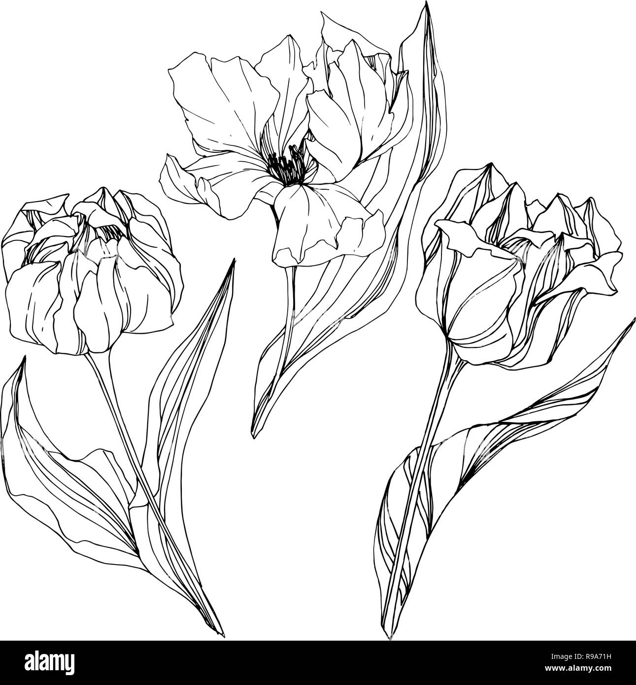 Vector Tulip bianco e nero inchiostro inciso art. Floreale di fiori botanica. Isolato tulip illustrazione elemento. Illustrazione Vettoriale