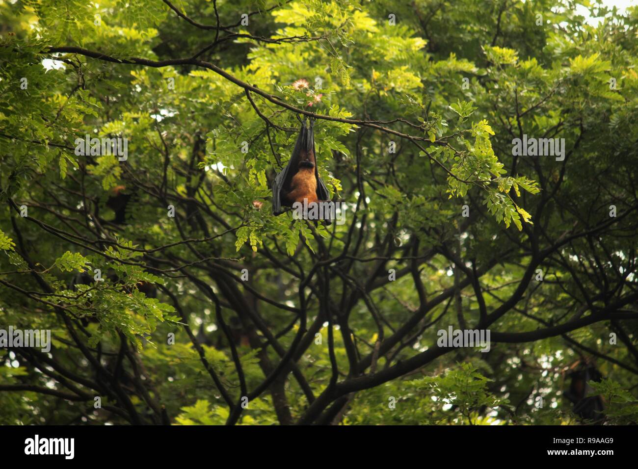 L'Indiano flying fox è così chiamato a causa della sua unica, fox-come aspetto: mantello marrone rossastro, caratteristicamente muso lungo come pure i grandi occhi. Un Foto Stock