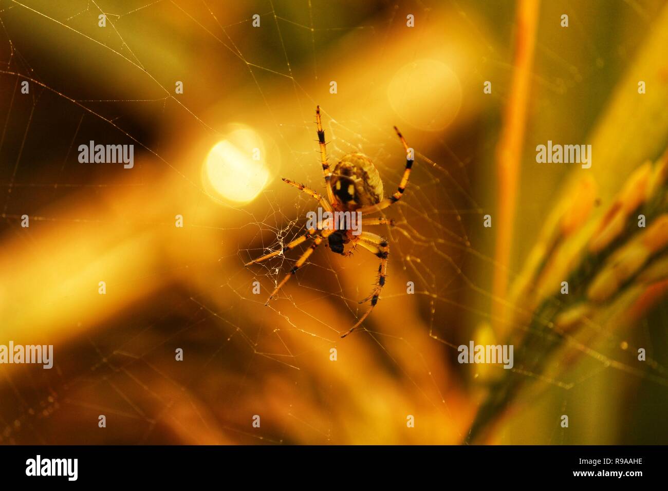 La solitudine aggiunge bellezza a vita. Esso pone una speciale burn su tramonti e rende la notte aria odore migliore Foto Stock