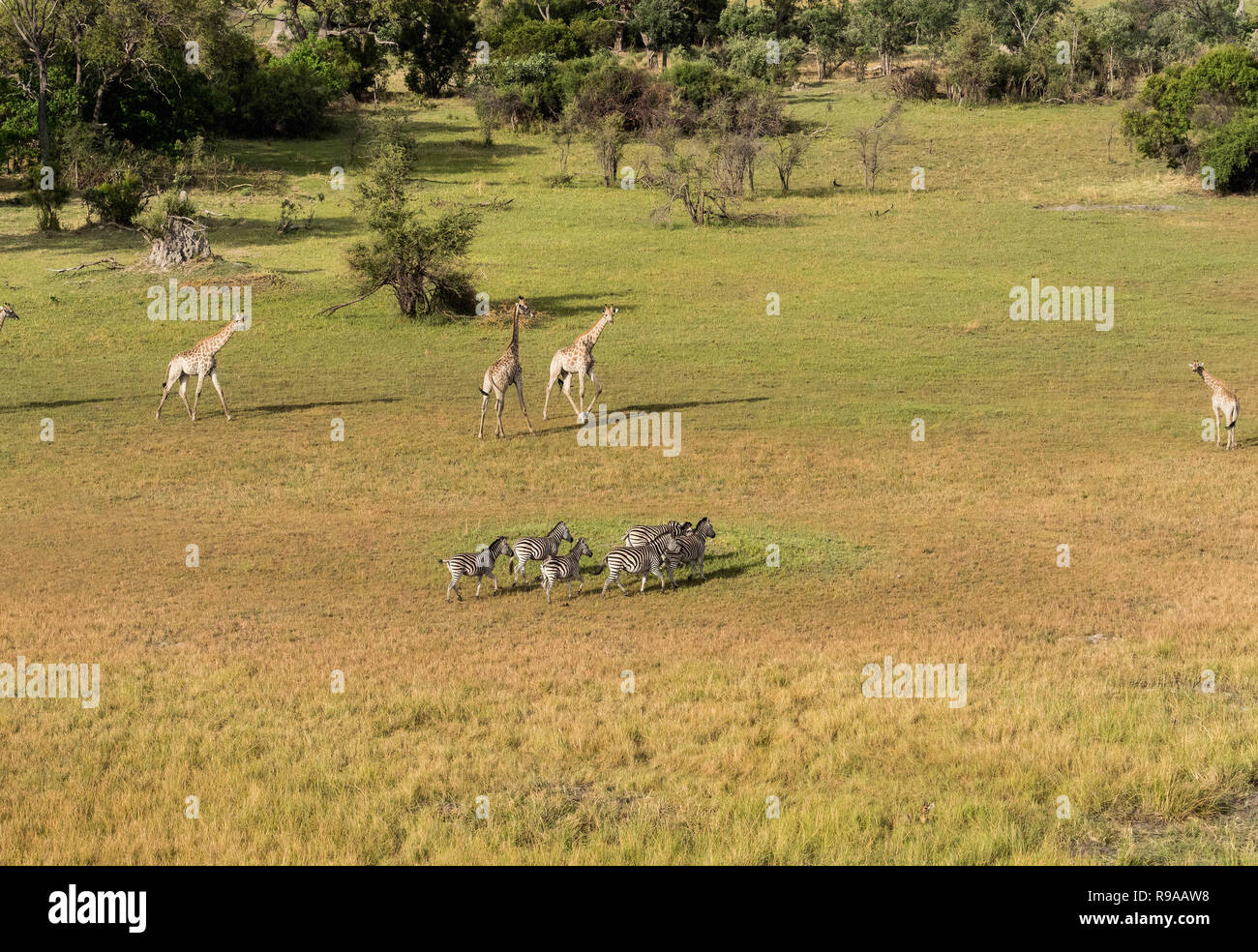 Zebre e giraffe a Bush, esecuzione di zebra in Okavango Delta, vista aerian, Zimbabwe Africa Foto Stock