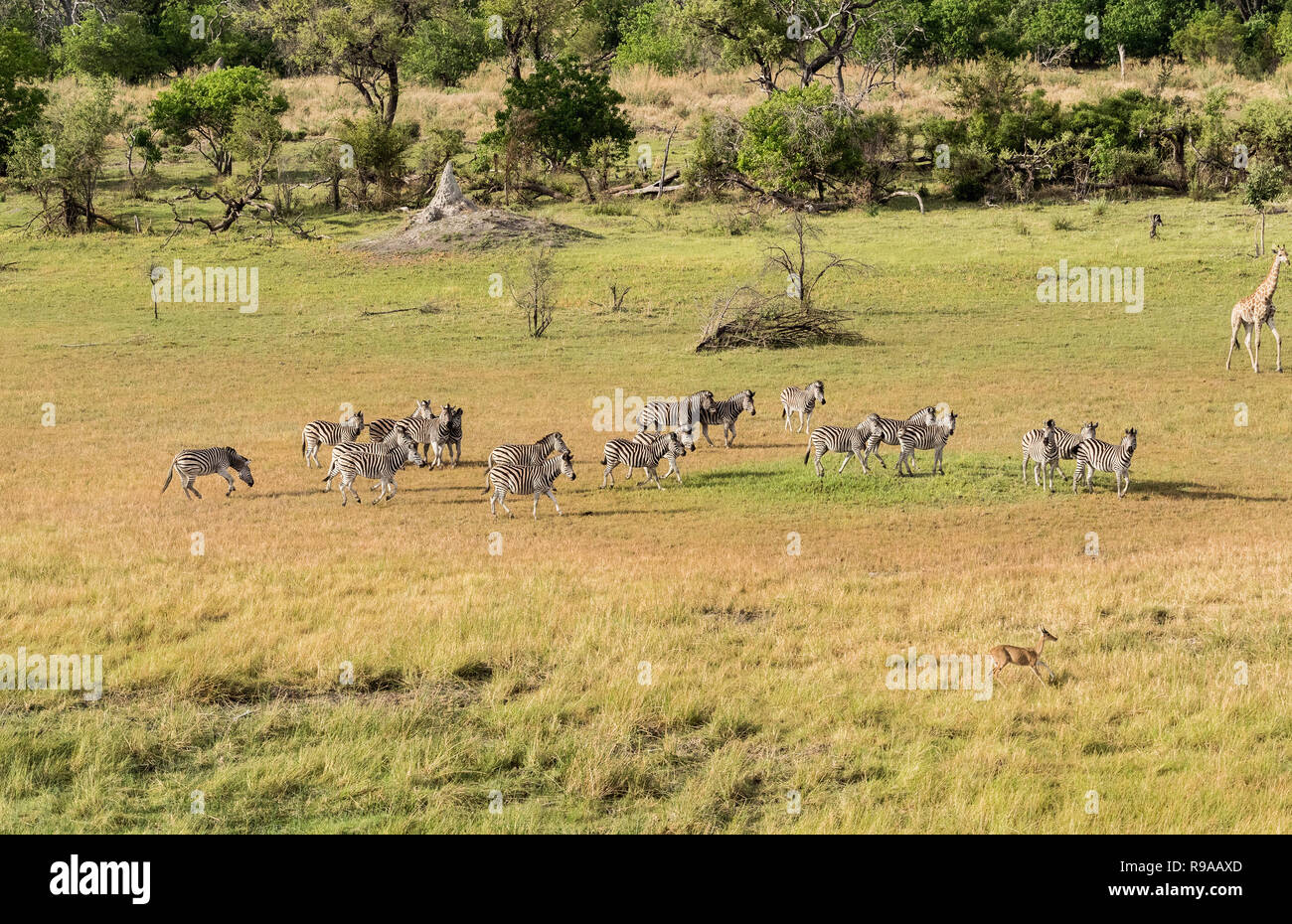 Zebre e giraffe nella boccola, vista aerea esecuzione di animali in Okavango Delta, Zimbabwe, Africa. Foto Stock