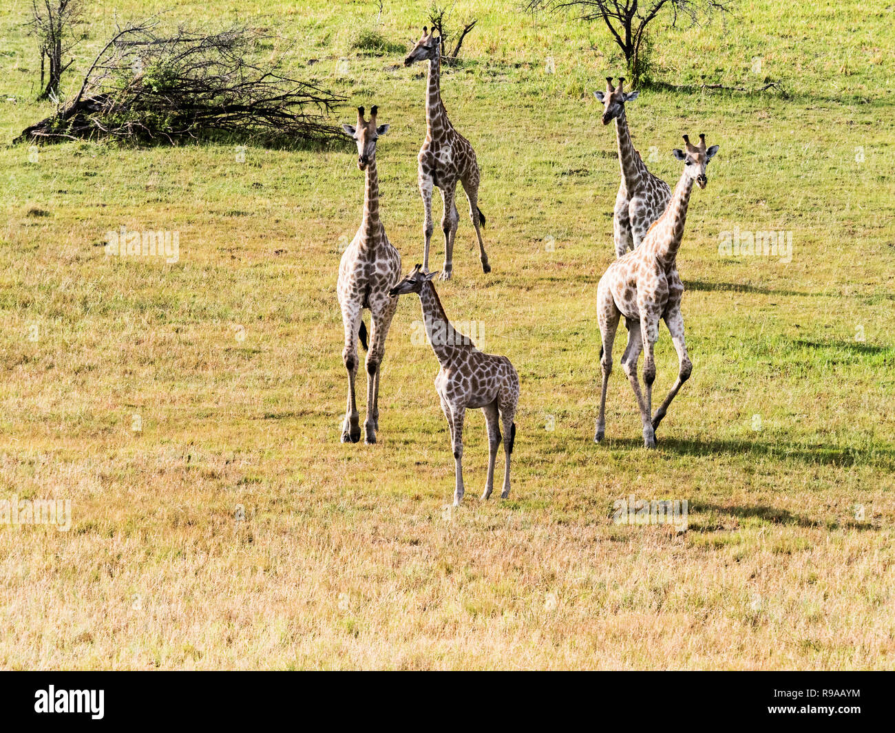 Le giraffe nella boccola in fauna selvatica, cinque zebre adulti in Okavango Delta, Zimbabwe, Africa. Foto Stock