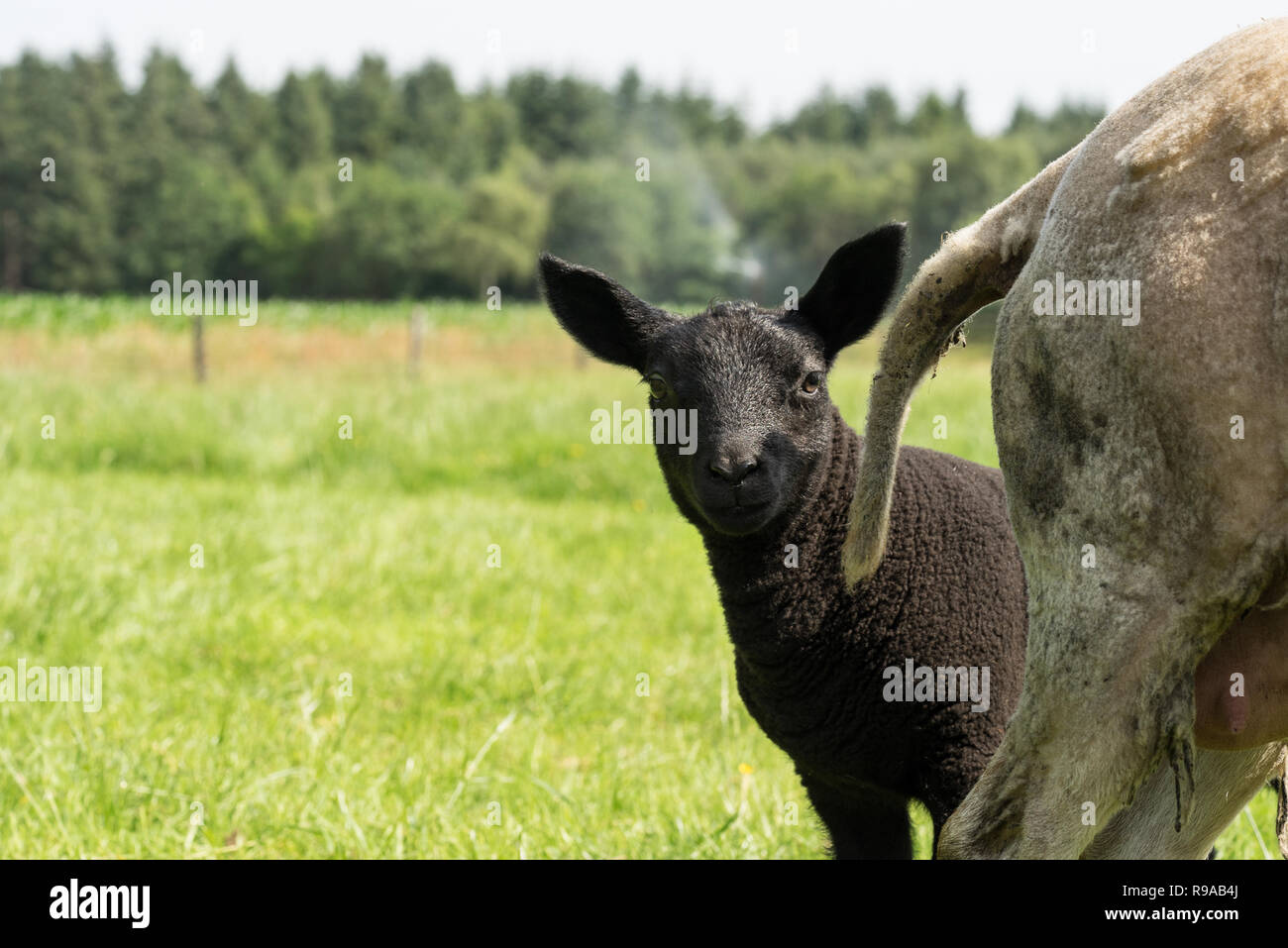 Giovane black sheep nascondendo dietro bianco madre ovini in una prateria verde in estate Foto Stock