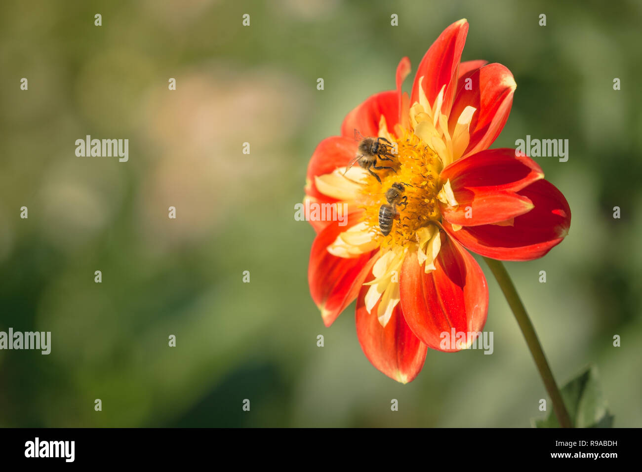 Close-up di due api mellifere su un rosso e giallo Dahlia (Asteraceae) di fiori d'estate. Foto Stock