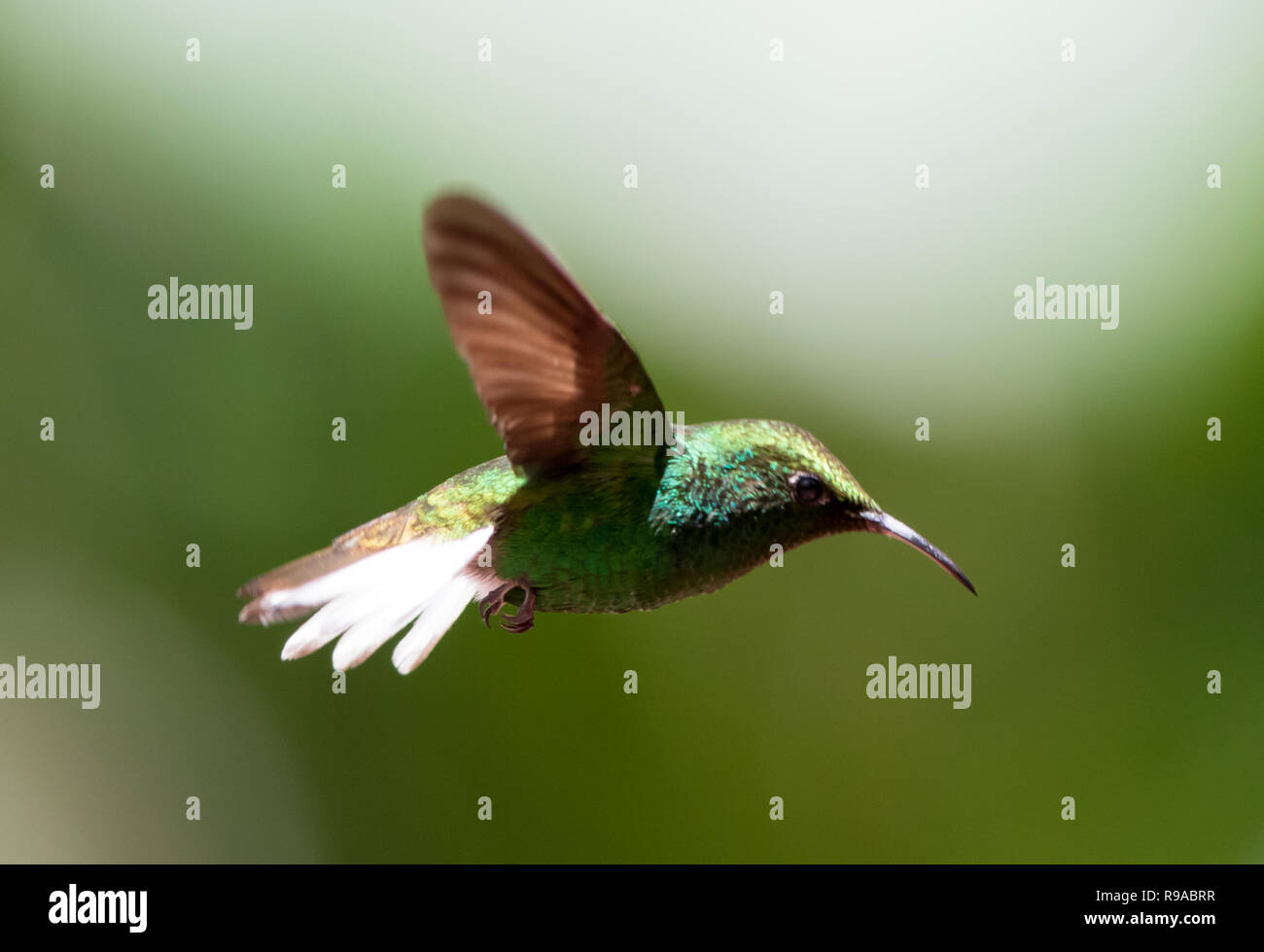 Ramati capo-Hummingbird (Elvira cupreiceps) Foto Stock