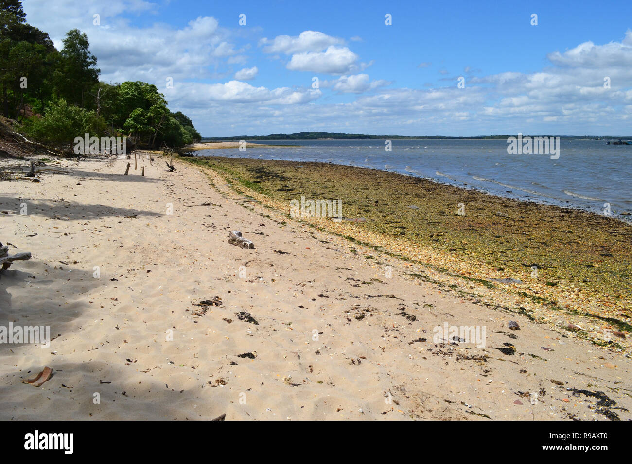 Sulla spiaggia di Brownsea Island, Hampshire, Regno Unito Foto Stock