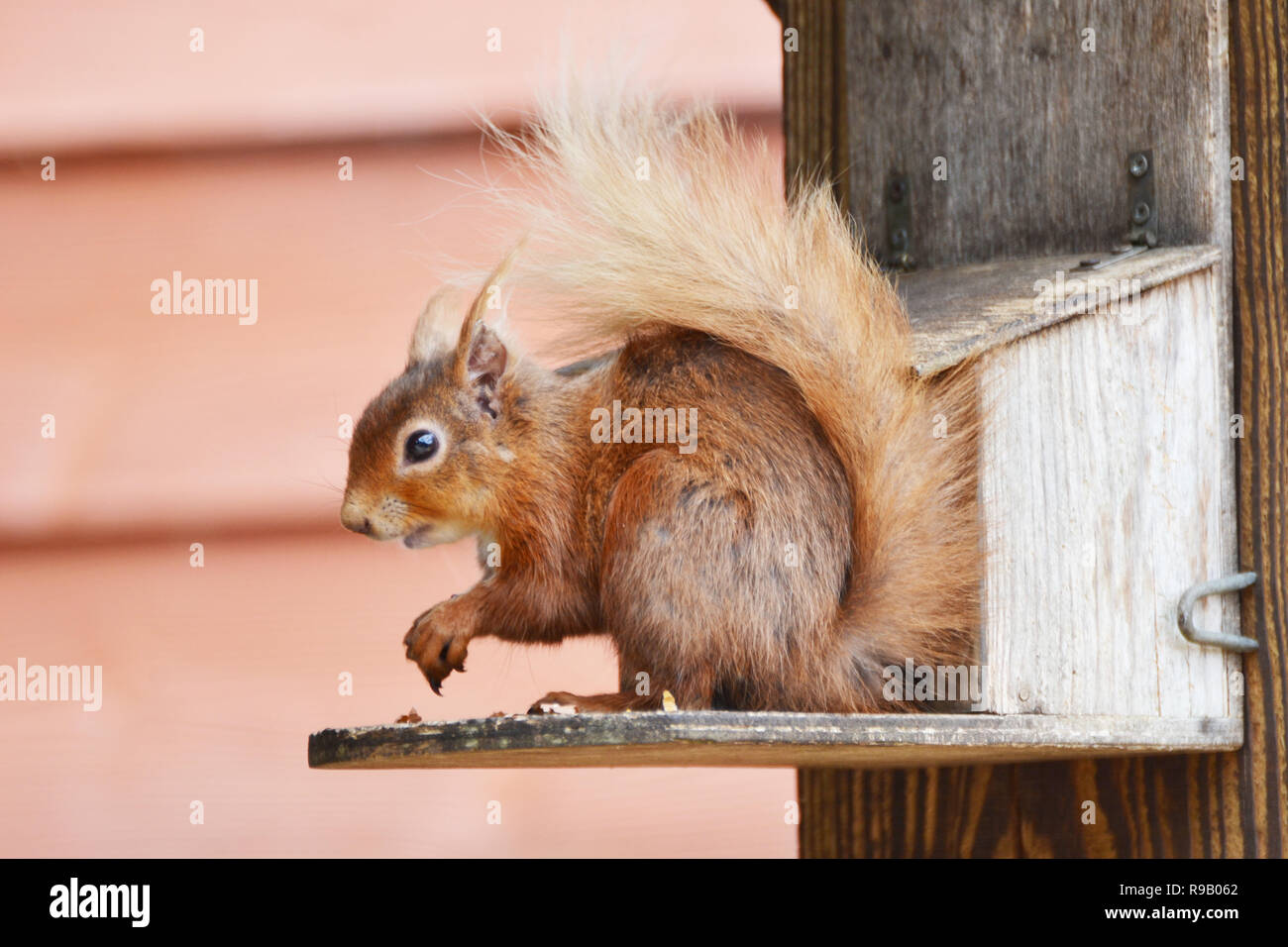 Scoiattolo rosso su un alimentatore al di fuori del centro visitatori a Brownsea Island, Dorset, Regno Unito Foto Stock