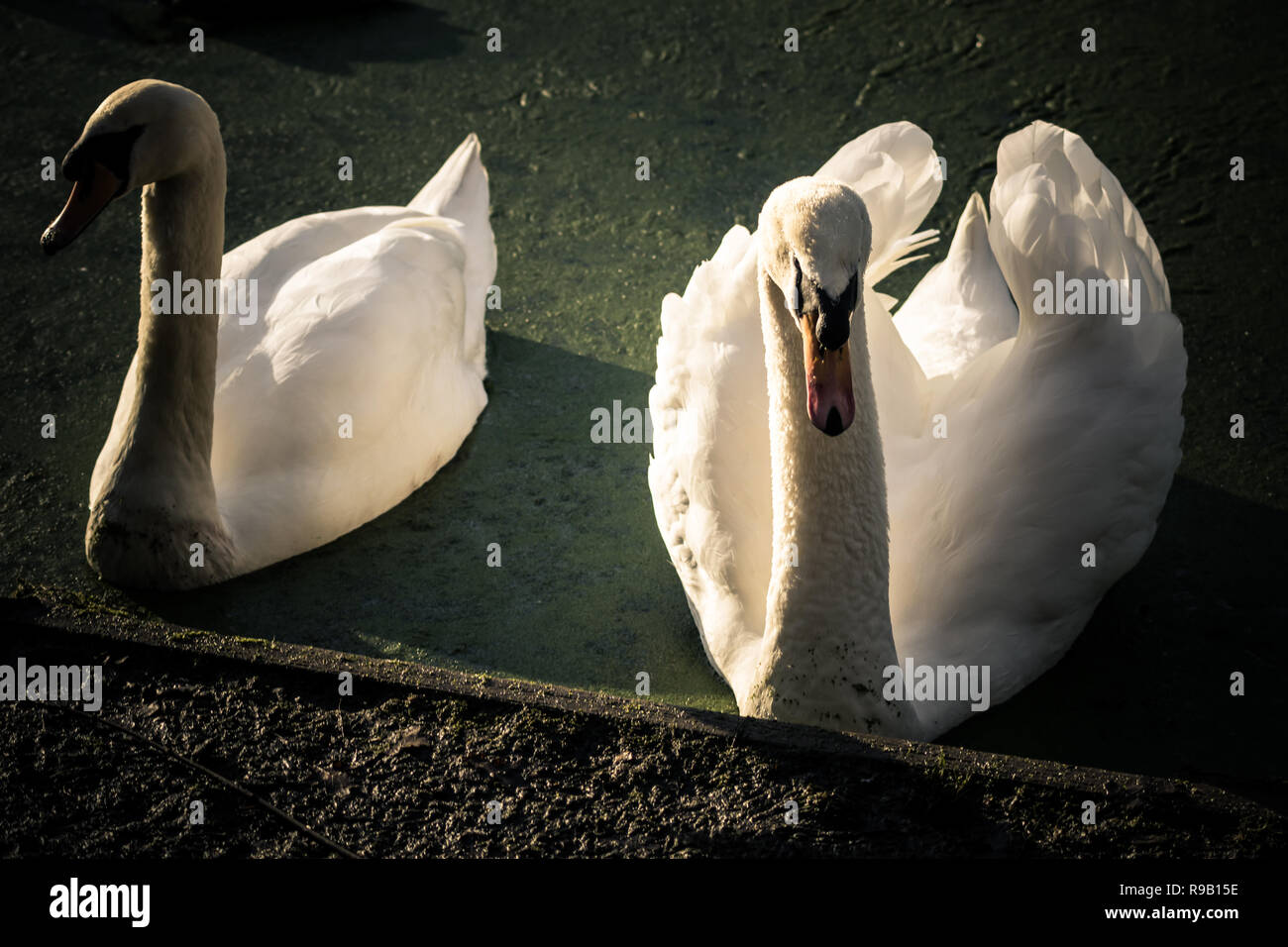 Una coppia di cigni provengono da investigare Foto Stock