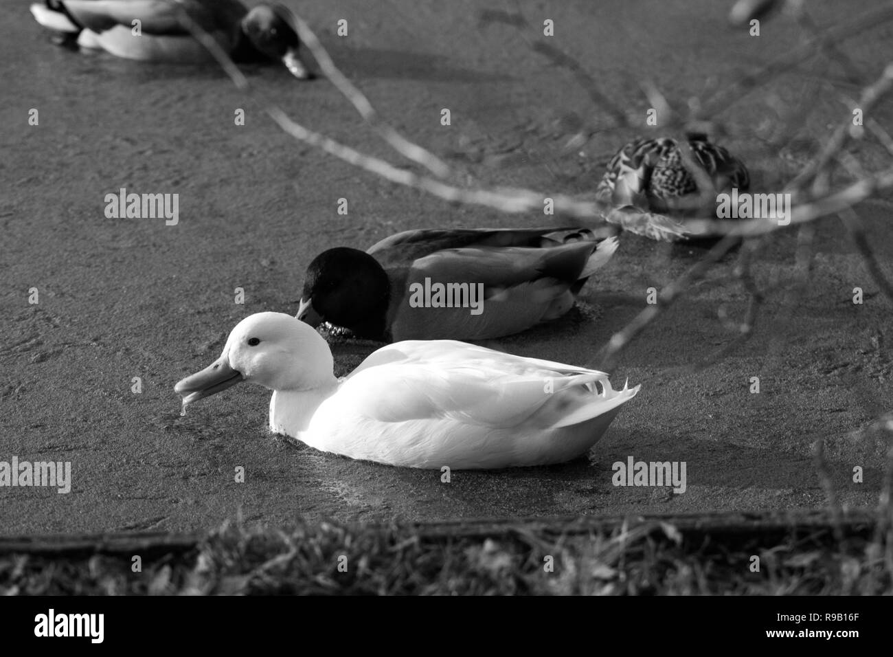 Bianco solitario di anatra. Foto Stock