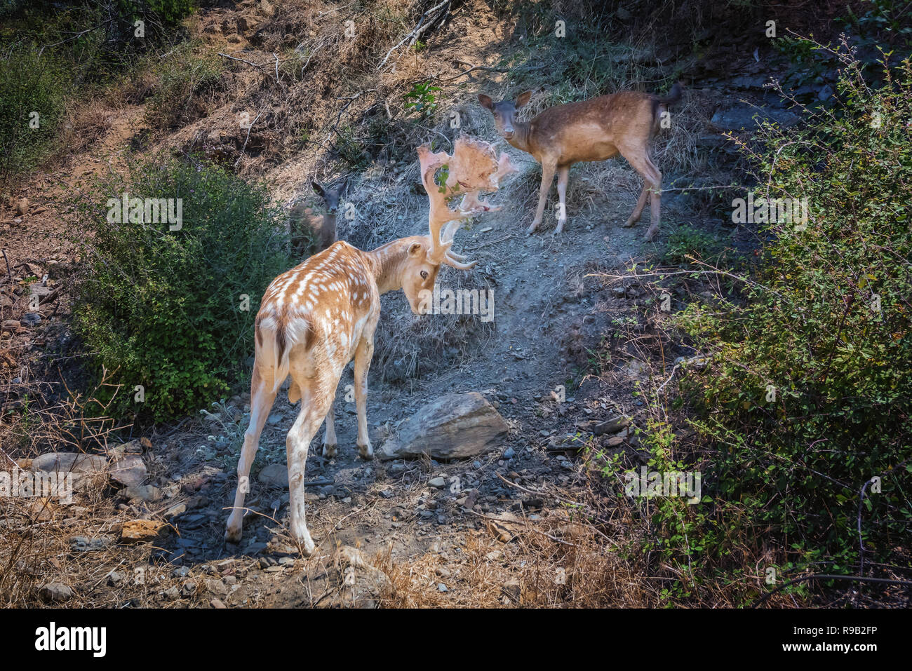 Scena naturale con daini famiglia in piedi sul pendio roccioso. Bianco macchiato il cervo con grandi corna belle protegge femmina e baby cervi, chiamato anche f Foto Stock