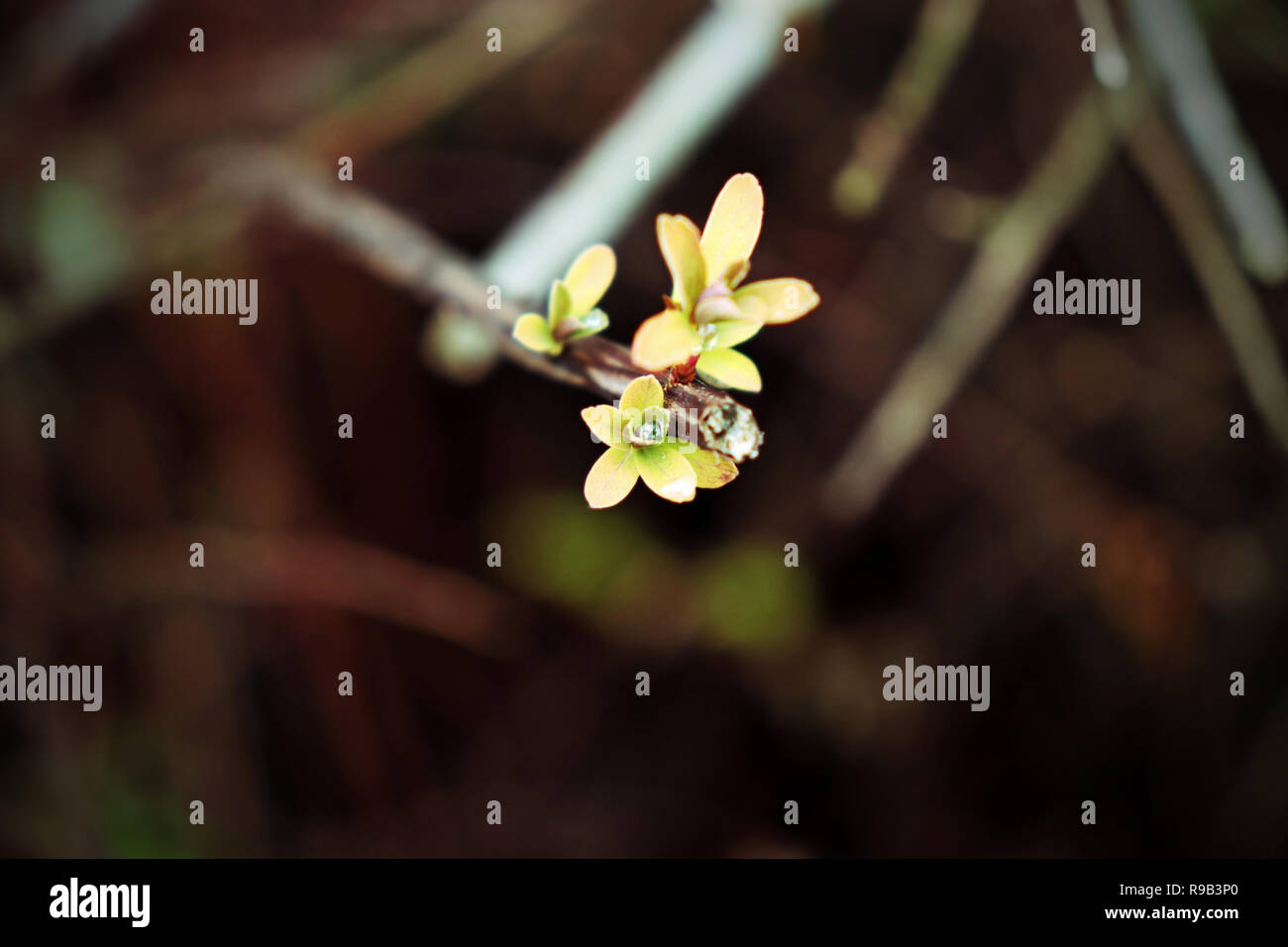 Nuove foglie cominciando a crescere con una goccia di pioggia su di essi Foto Stock