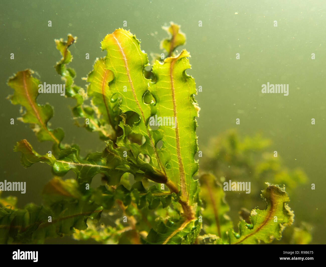 Arricciato lenticchia d'acqua (Potamogeton crispus) pianta acquatica foglie close-up shot. Foto Stock