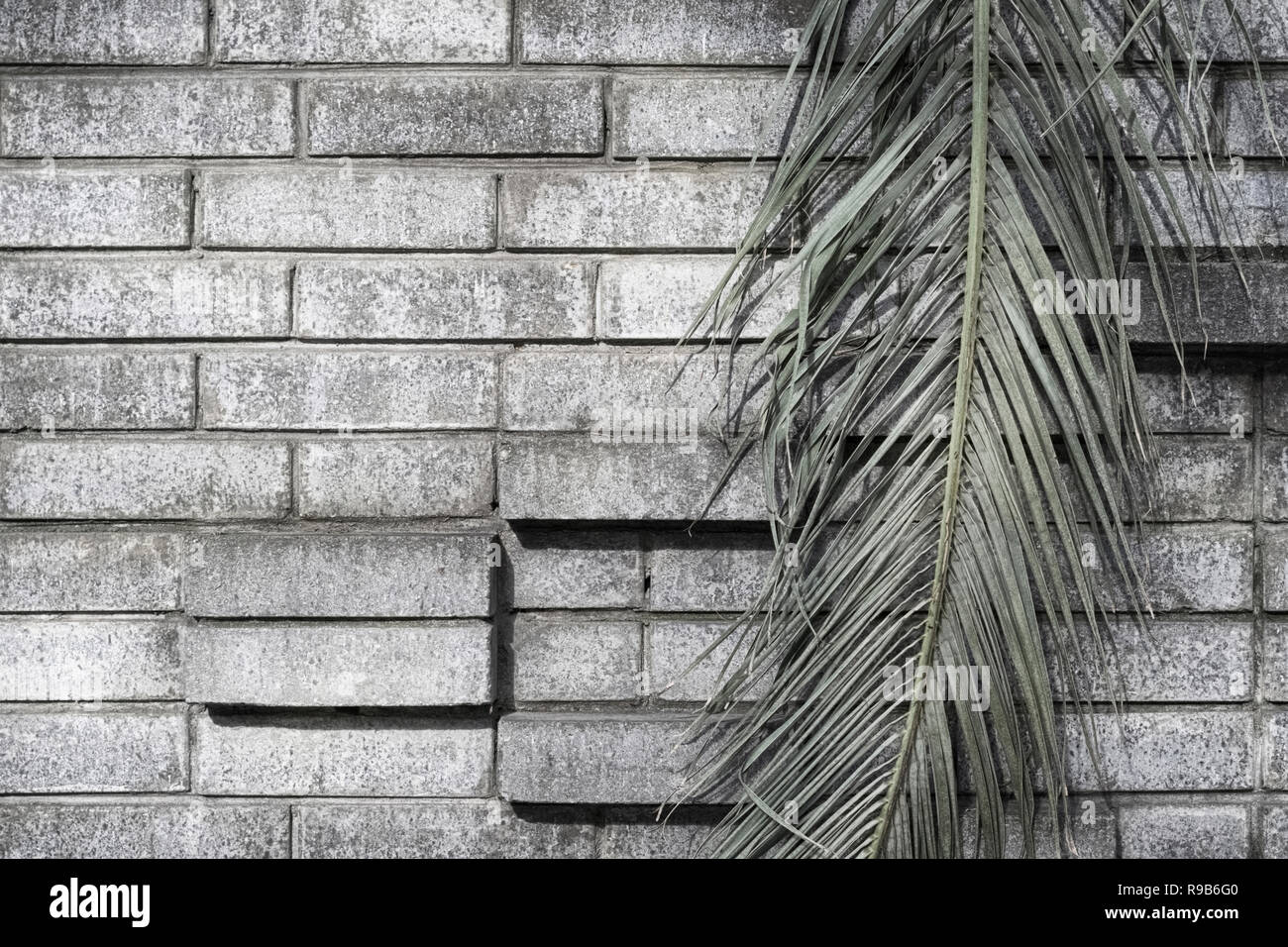 Foglia verde di una palma sul grigio di un muro di mattoni in background con battute di un oscuro sfondo grunge Foto Stock