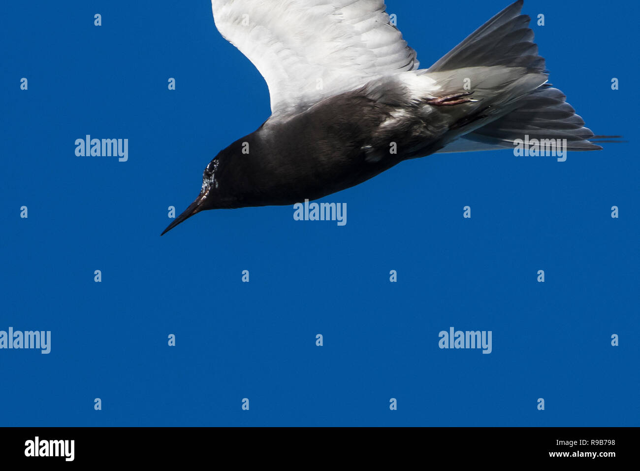 Primo piano del volo di terna nera sopra la piccola area della fauna selvatica provinciale di Marsh in Ontario, Canada Foto Stock