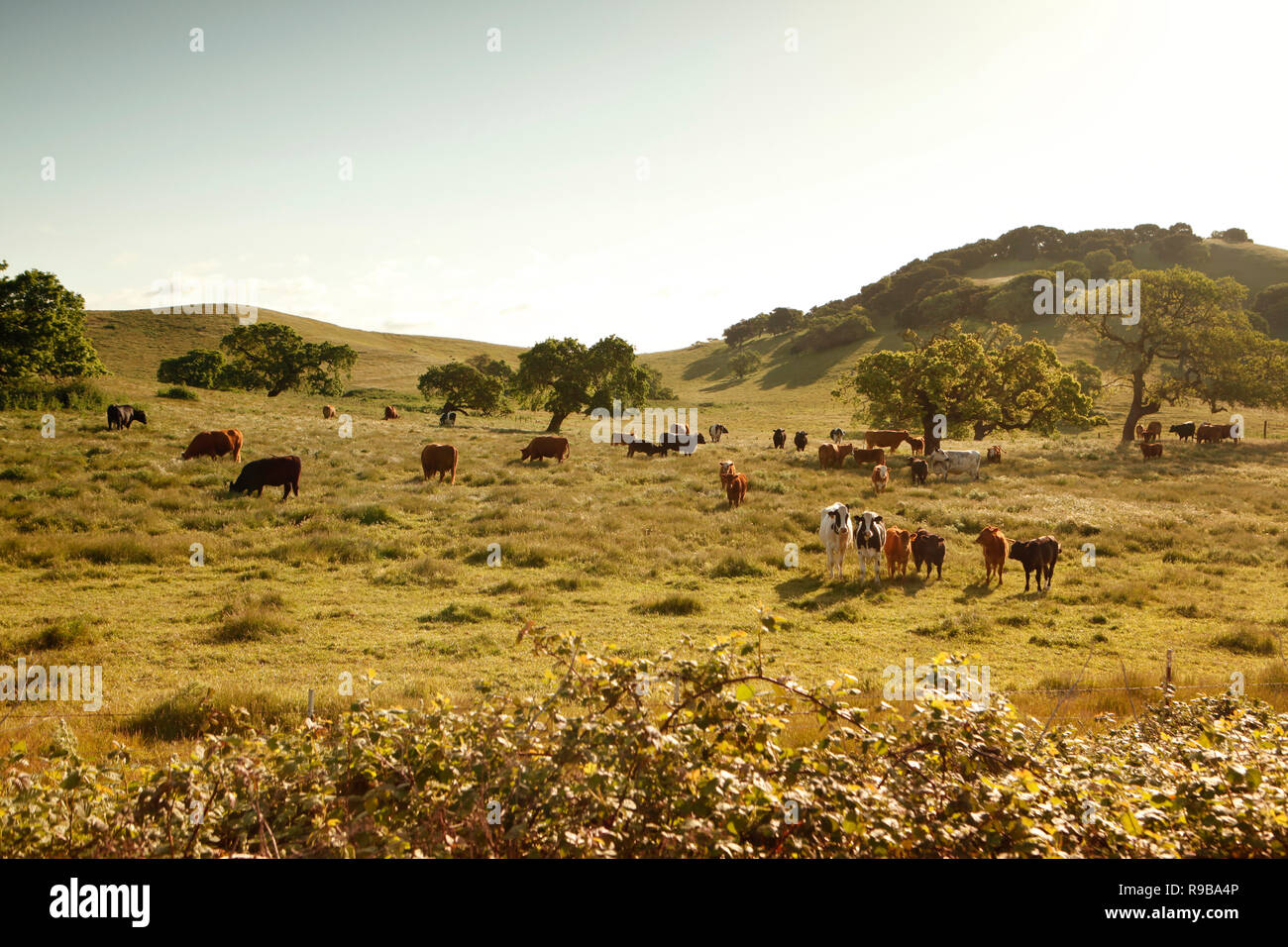 Stati Uniti, California, Healdsburg, mucche in un pascolo a fianco dell'autostrada 101 Foto Stock