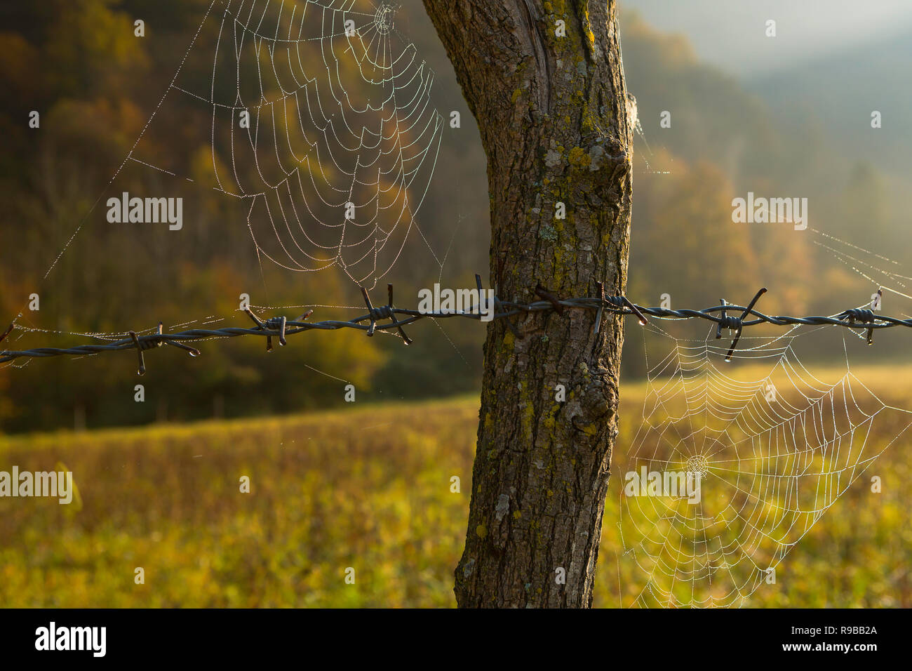 Ragnatele lungo un barbiglio recinto di filo e post all'alba nella campagna slovena. Foto Stock