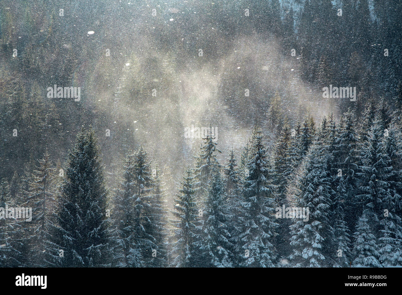Magic Winter background, blizzard di neve sopra la foresta di pini tops Foto Stock