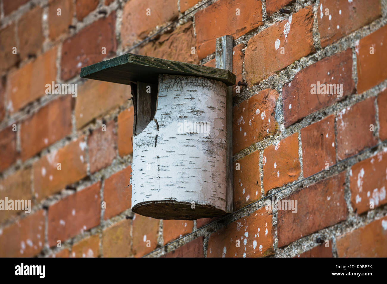 Scatola di nido, Scozia, Regno Unito, Foto Stock