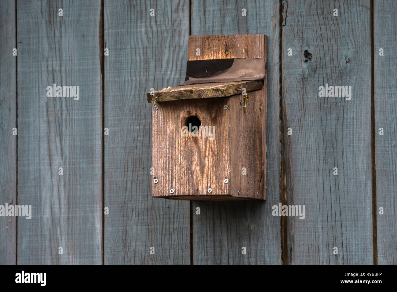 Scatola di nido, Scozia, Regno Unito, Foto Stock