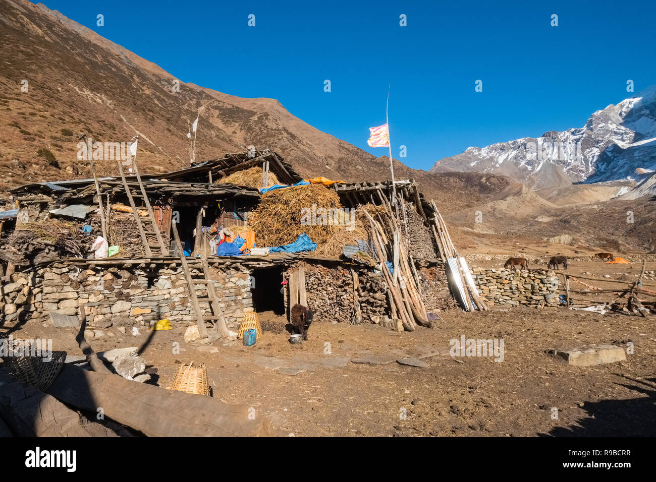 Il villaggio tibetano di Samdo sul circuito di Manaslu trek è composta da tradizionale a 2 piani di case con il bestiame al di sotto di quarti viventi Foto Stock