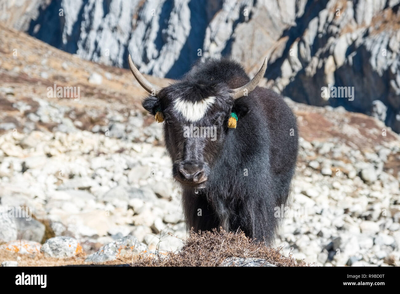 Yak nella regione di Manaslu dell'Himalaya, Nepal Foto Stock