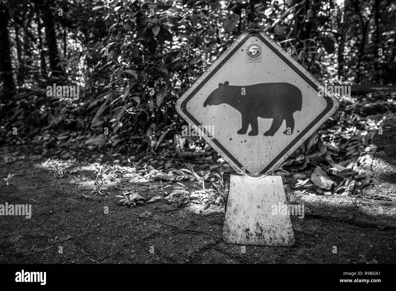 Baird, il tapiro (Tapirus bairdii) segnale di avvertimento. Braulio Carrillo Parco Nazionale. Heredia provincia. Costa Rica. Foto Stock