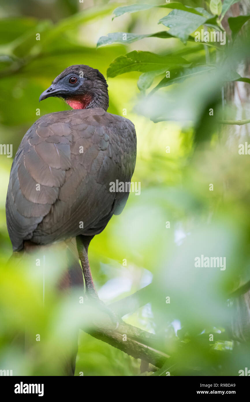 Crested Guan (Penelope purpurascens) appollaiato sul ramo. La Selva la Stazione biologica. Costa Rica. Foto Stock