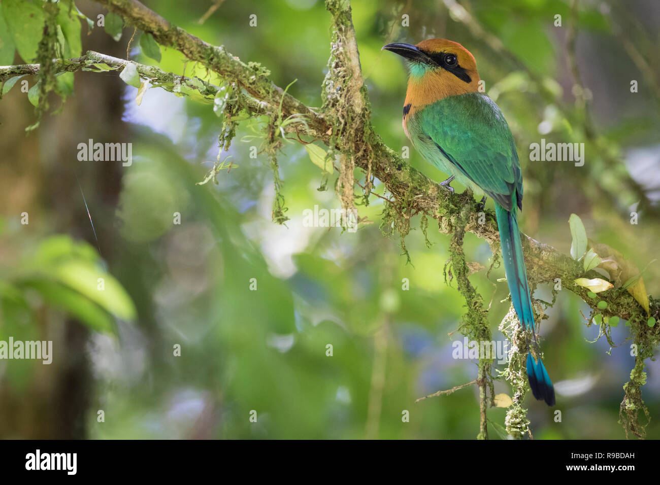 Ampia fatturati Motmot (Electron platyrhynchum) appollaiato sul ramo. La Selva la Stazione biologica. Costa Rica. Foto Stock