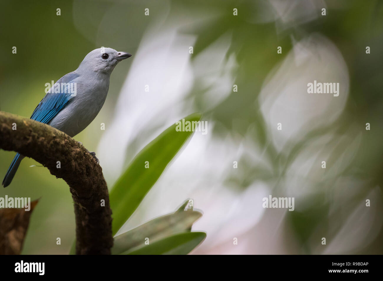 Colore grigio-blu Tanager (Tangara episcopus) appollaiato sul ramo. Heredia provincia. Costa Rica. Foto Stock