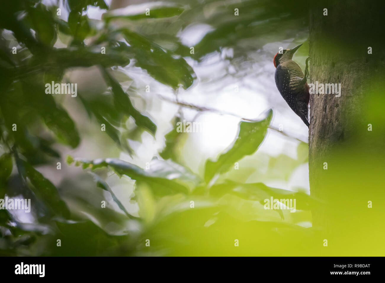 Nero-cheeked picchio rosso maggiore (Melanerpes pucherani) arroccato su albero. La Selva la Stazione biologica. Costa Rica. Foto Stock