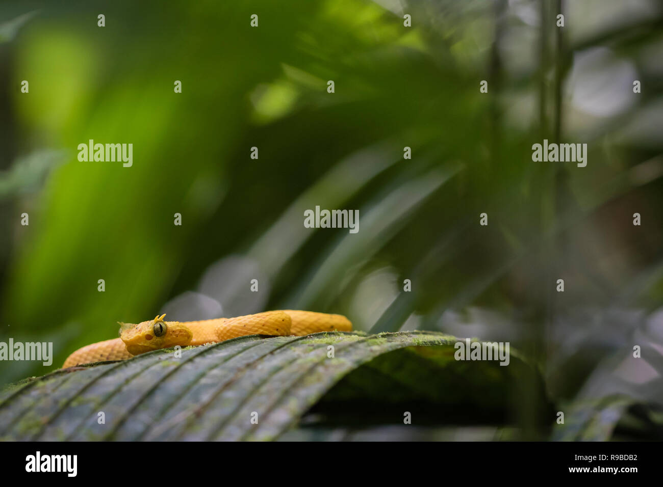 Tintura ciglia Pitviper (Bothriechis schlegelii) colore giallo morph, appoggiato su una foglia. La Selva la Stazione biologica. Costa Rica. Foto Stock