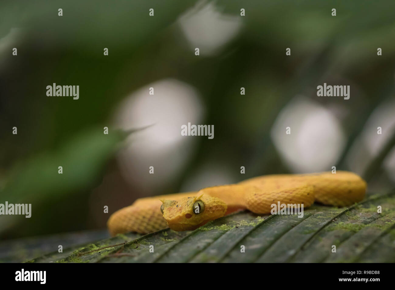 Tintura ciglia Pitviper (Bothriechis schlegelii) colore giallo morph, appoggiato su una foglia. La Selva la Stazione biologica. Costa Rica. Foto Stock