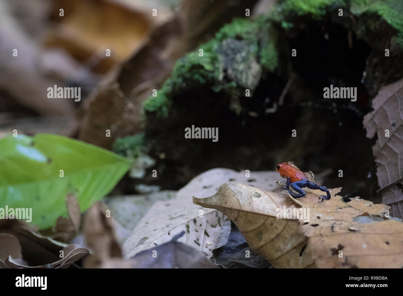 Strawberry Poison Frog (Oophaga pumilio) sul suolo della foresta. La Selva la Stazione biologica. Costa Rica. Foto Stock