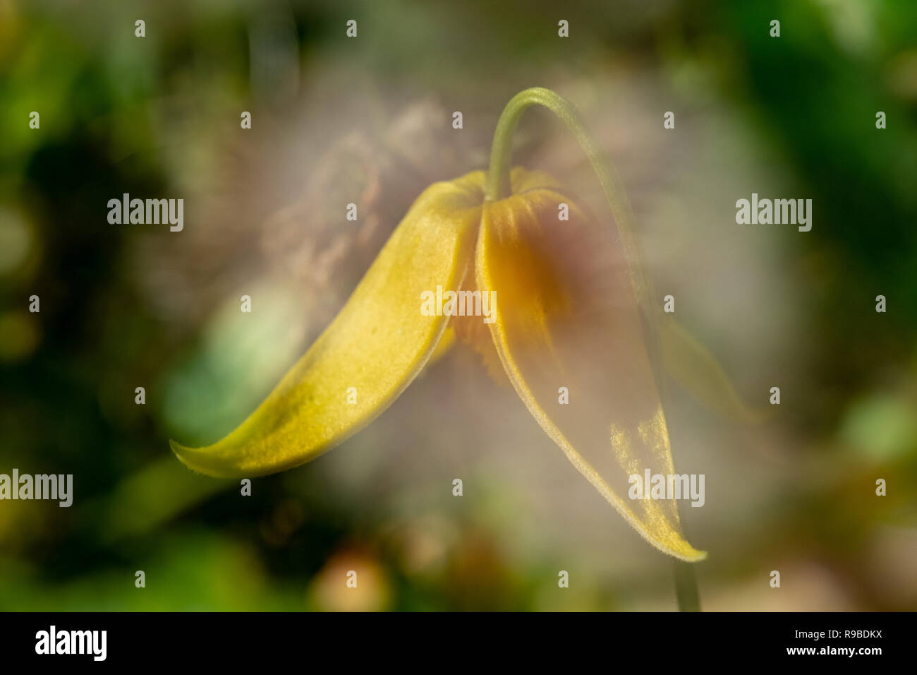 Fiore giallo esposizione multipla, effetto nebbia, Foto Stock