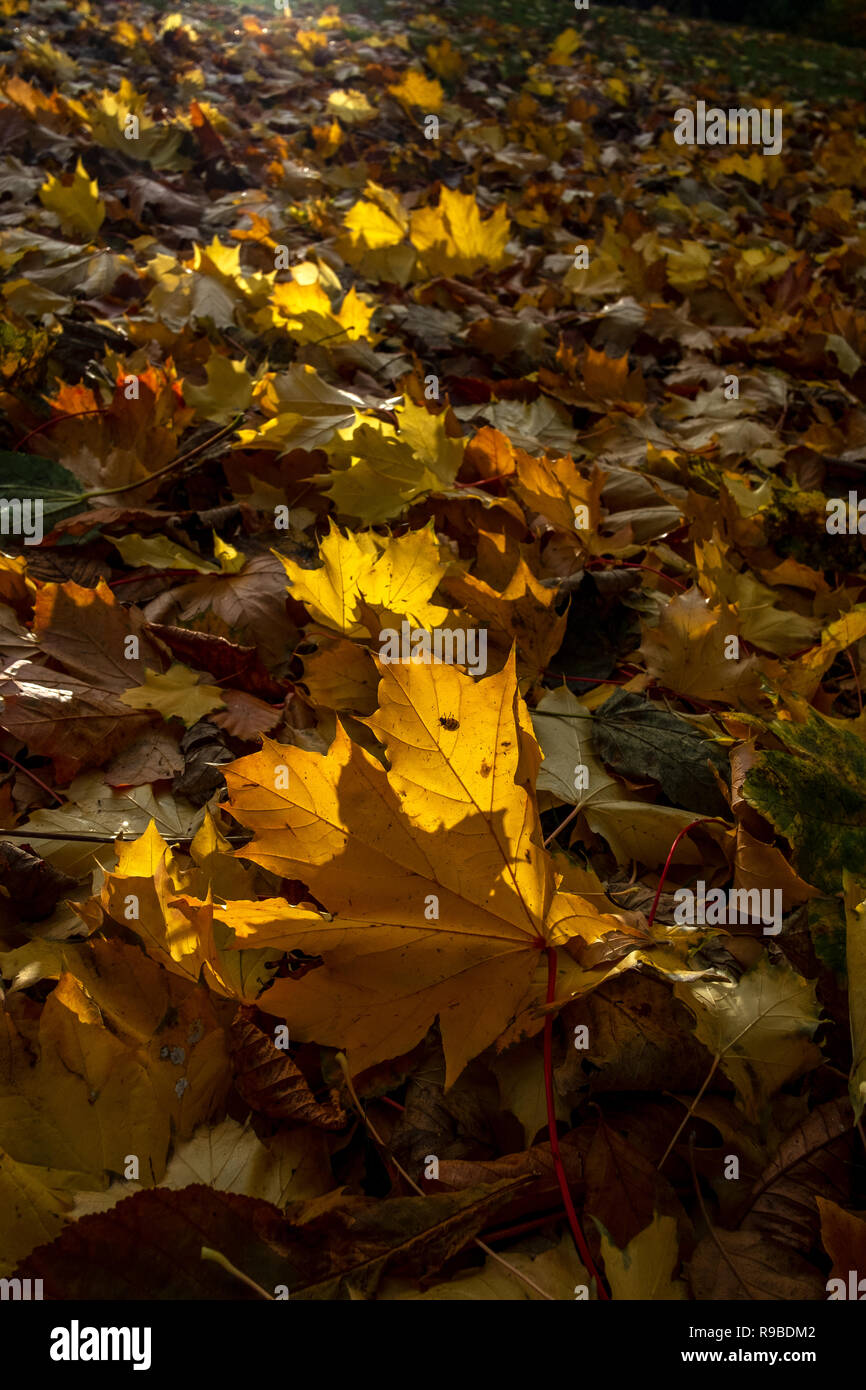 Tappeto di foglie autunnali Retroilluminato con luce calda del sole Foto Stock