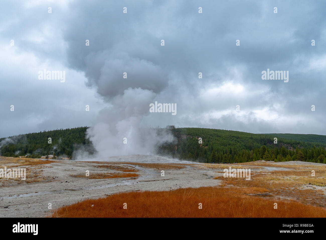 Vecchie fedeli Geiser il Parco Nazionale di Yellowstone, Wyoming USA Foto Stock