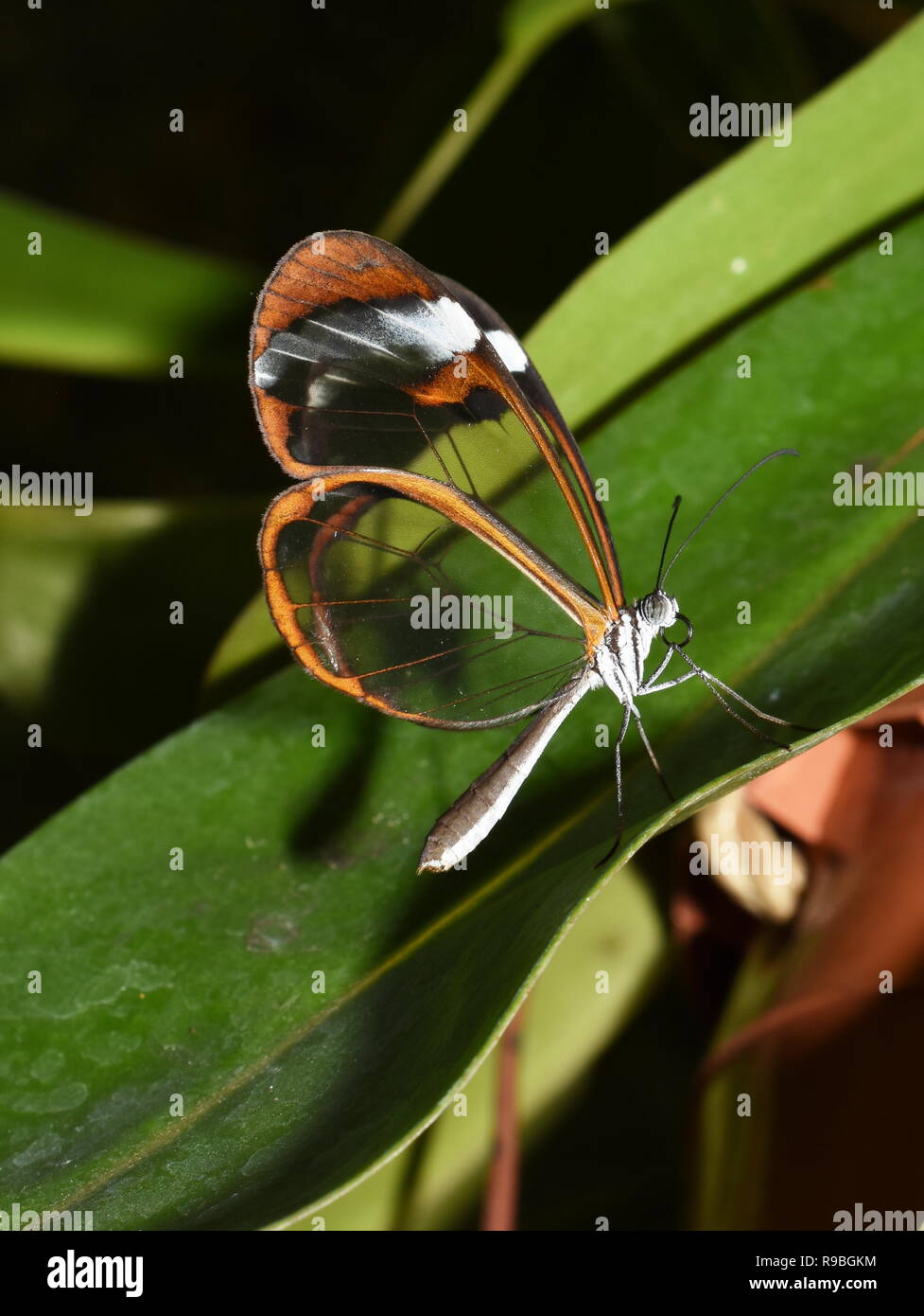 Glasswing butterfly Greta oto seduto su una foglia Foto Stock