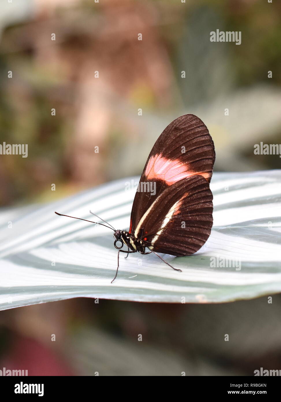 Heliconius melpomene : il postino comune farfalla posata su una foglia Foto Stock