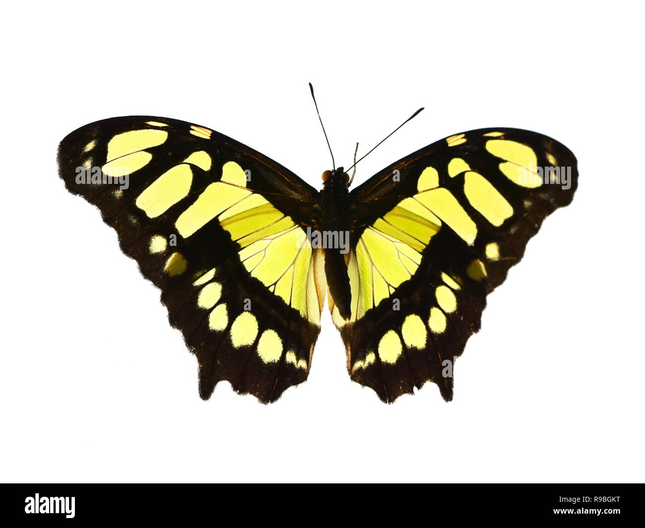 Il giallo e il nero Malachite Butterfly Siproeta stelenes isolati su sfondo bianco Foto Stock
