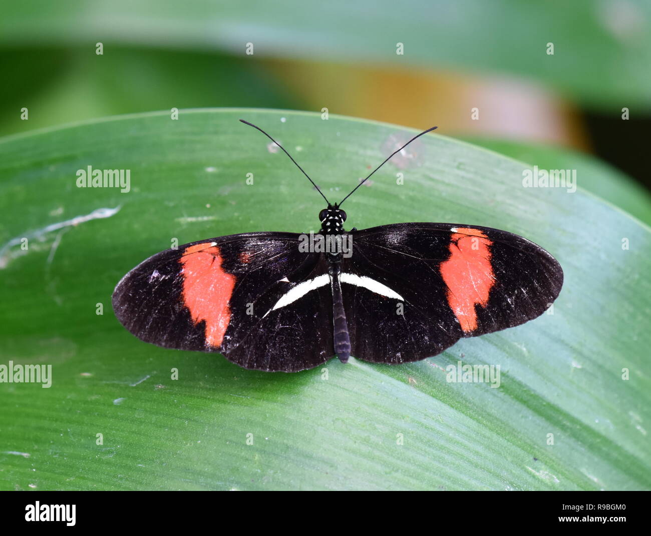 Heliconius melpomene : il postino comune farfalla posata su una foglia Foto Stock