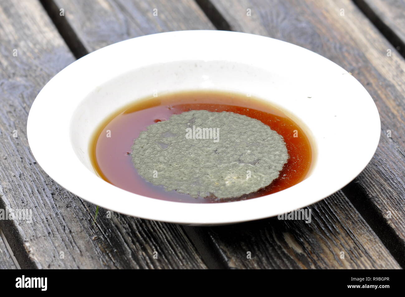 Muffa su di un piatto di zuppa Foto Stock