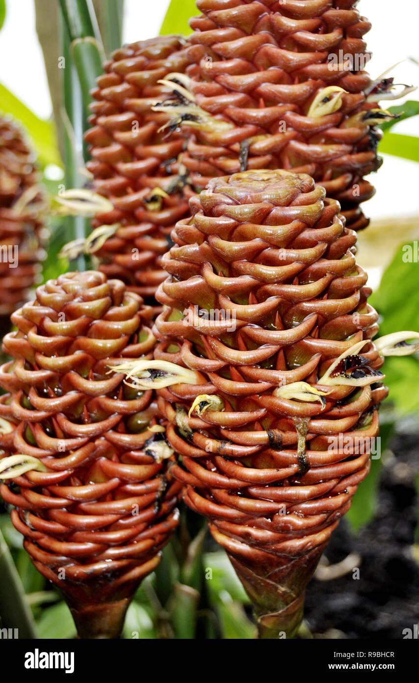 Lo zenzero frutto sulla pianta Zingiber spectabilis Foto Stock