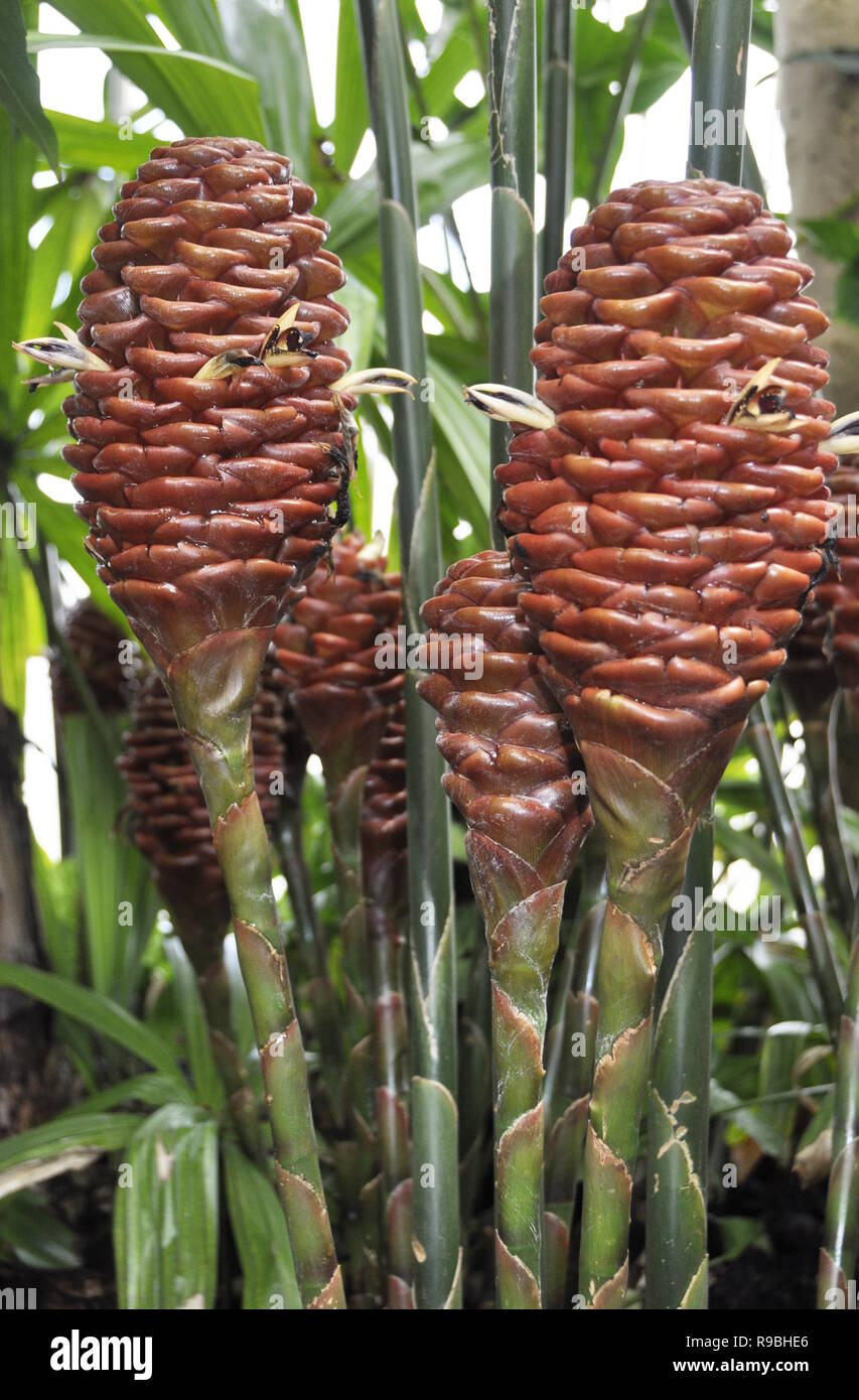 Lo zenzero frutto sulla pianta Zingiber spectabilis Foto Stock