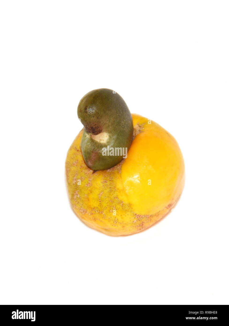 Anacardi apple e il dado frutti dall'albero sempreverde excelsum occidentale Foto Stock