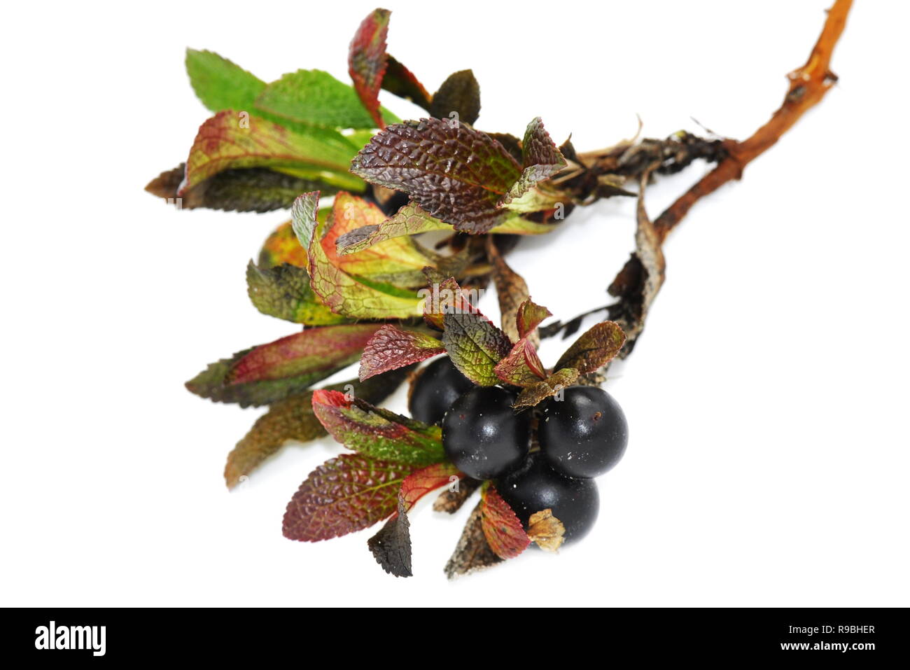 Nero uva ursina Arctostaphylos alpina isolati su sfondo bianco Foto Stock